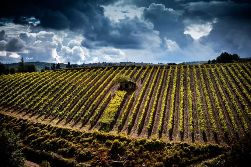 I vigneti di Sangiovese che cingono Montalcino 