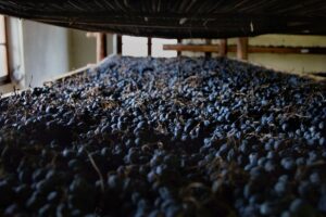 Valpolicella, vendemmia da 950.000 quintali, 330.000 per Amarone e Recioto: “tuteliamo la qualità”