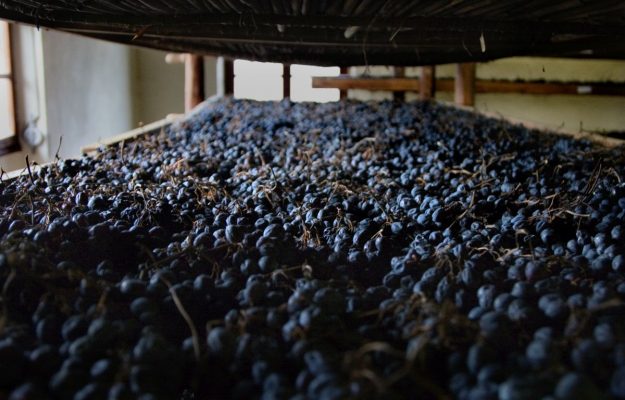 AMARONE DELLA VALPOLICELLA, APPASSIMENTO, CHRISTIAN MARCHESINI, CONSORZIO VINI VALPOLICELLA, QUALITA, QUANTITA, RECIOTO, RIPASSO, VALPOLICELLA, VENDEMMIA 2024, VENETO, Italia