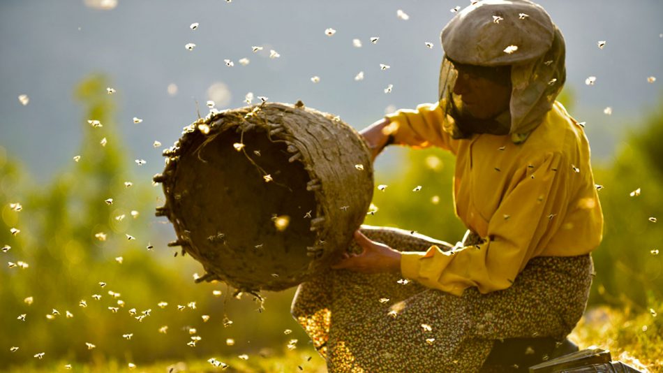 La locandina del film Honeyland