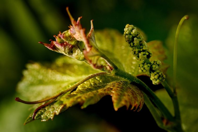 Monteverro, in Maremma, si “illumina di meno” con Caterpillar nel segno del rispetto della natura