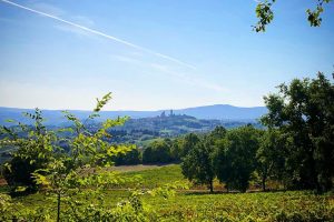 Camera con vista, ma sui filari: su Airbnb spopolano gli alloggi nella categoria “Vigneti”