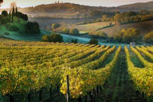 La Vernaccia, trait d’union between Dante and the present: the “San Gimignano system” La Vernaccia, trait d’union between Dante and the present: the “San Gimignano system”