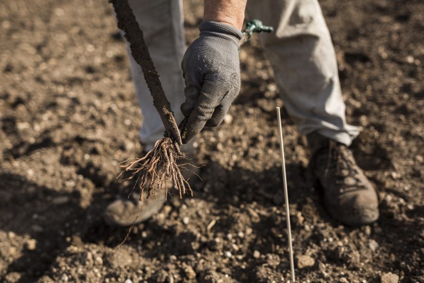Serra Ferdinandea, la prima joint venture tra Sicilia e Francia, firmata da Planeta e Oddo