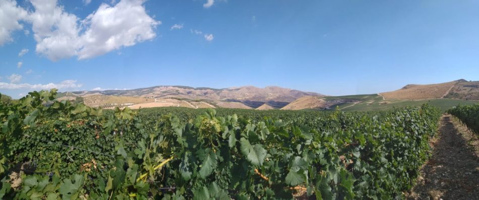 Sicilia en Primeur rimandata al 2021