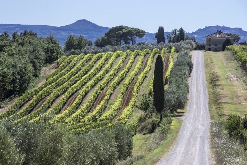 “Montepulciano Amore Mio”, arrivano i voucher per il turismo nei territori del vino