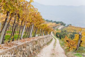 Valpolicella, dove il vino, tra paesaggio e storia, muove un economia da 600 milioni di euro