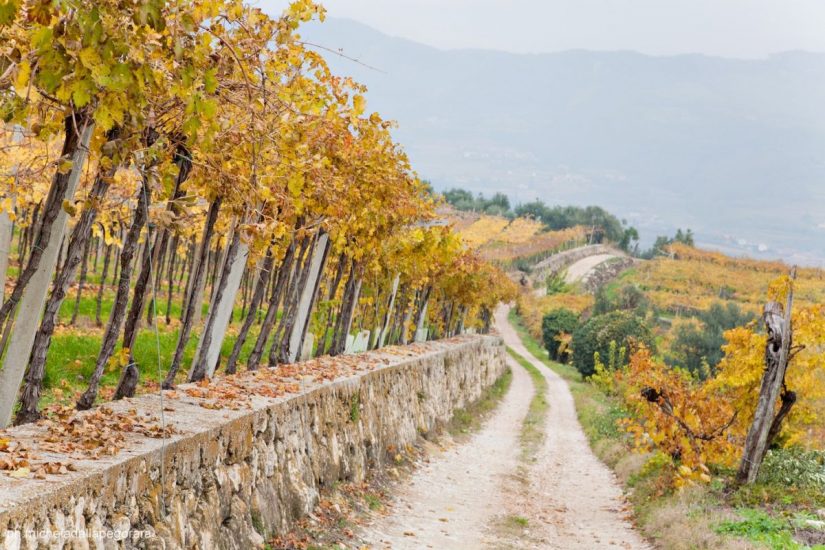 La Valpolicella del vino