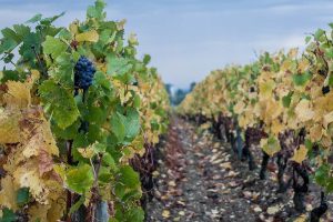 Fare i vigneron in Francia? Non in Borgogna, dove un ettaro di Grand Cru costa 6,5 milioni di euro