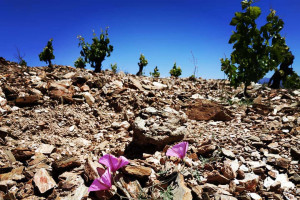 Vini estremi, all&rsquo;Italia il premio &ldquo;Futuro&rdquo;, &ldquo;Piccole Isole&rdquo;, &ldquo;Donna&rdquo; e &ldquo;Bio&rdquo; by Cervim