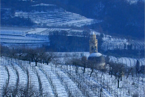 I Quaderni di WineNews - L'Amarone della Valpolicella