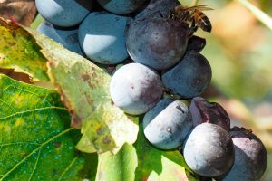 “Api in Vigna”, termometro dello stato di salute ed elemento integrante dell’ecosistema vino “Api in Vigna”, termometro dello stato di salute ed elemento integrante dell’ecosistema vino