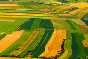 Ismea, provvedimenti straordinari per imprese agricole e agroalimentari