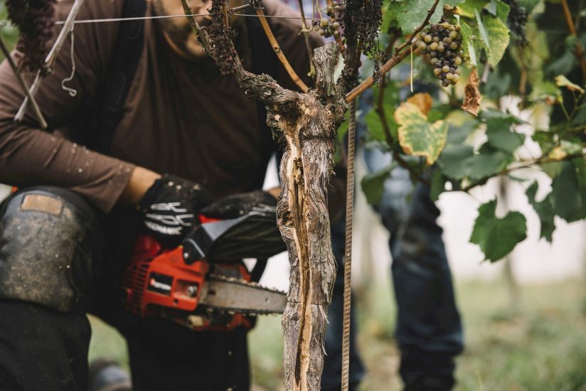 La tecnica della dendrochirurgia messa a punto da Simonit & Sirch