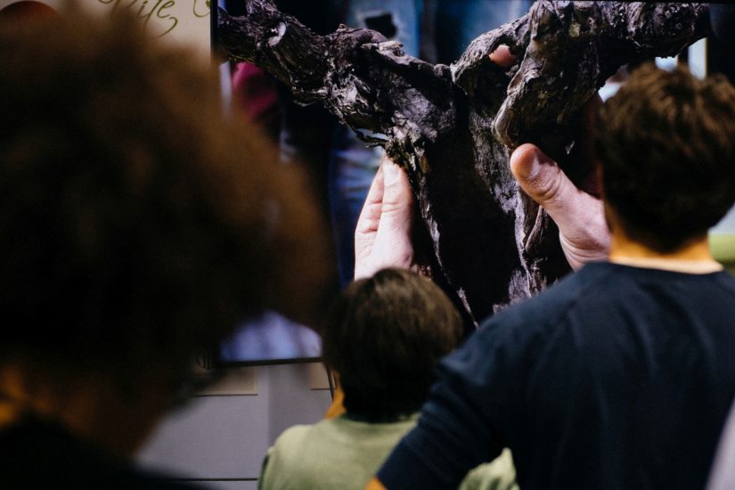 La tecnica della dendrochirurgia messa a punto da Simonit & Sirch