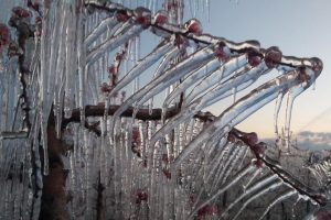 Neve e gelo si abbattono sulle campagne italiane, danni per milioni di euro