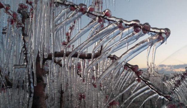 Nel Sud della Francia il germogliamento anticipato espone la vite al pericolo gelate