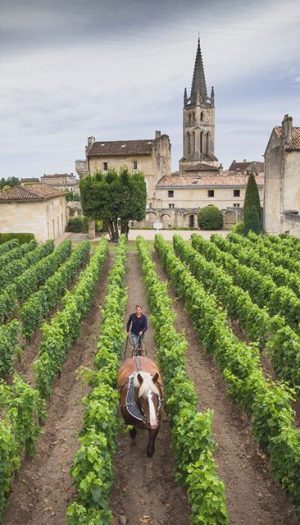 Prime stime per la vendemmia 2026 in Francia: 34 milioni di ettolitri, -6% sul 2025