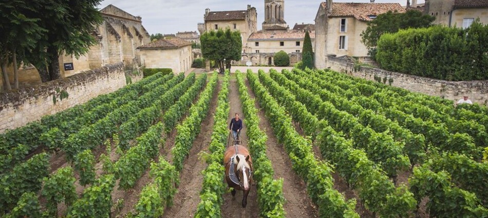 Prime stime per la vendemmia 2026 in Francia: 34 milioni di ettolitri, -6% sul 2025