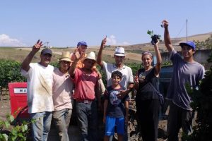 Dai terreni confiscati alla mafia, 5 ettari vitati a Grillo e Nero d’Avola