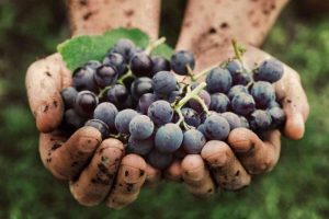 La sostenibilità sociale nella filiera vitivinicola: convegno delle Donne della Vite 