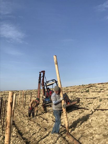Una nuova vigna in Langa, all’azienda Renato Fenocchio