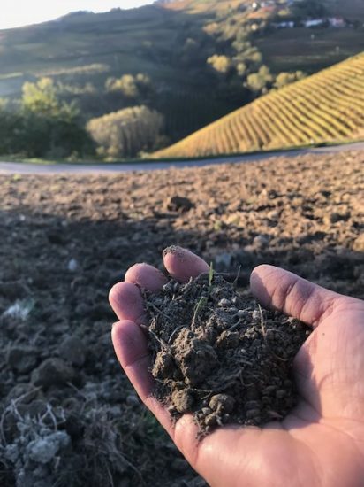 Una nuova vigna in Langa, all’azienda Renato Fenocchio