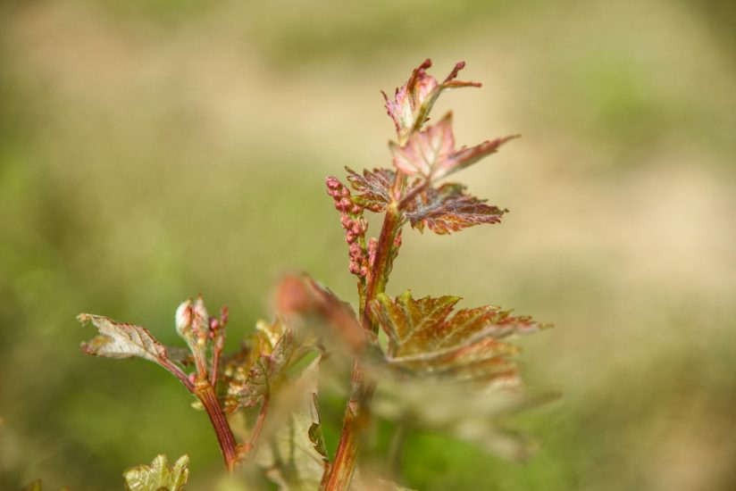 Una nuova vigna in Langa, all’azienda Renato Fenocchio