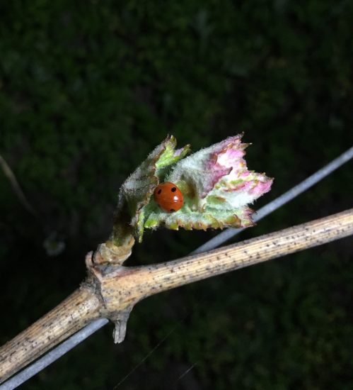 Una nuova vigna in Langa, all’azienda Renato Fenocchio