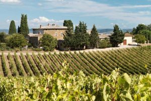 Eco & Biodiversity-friendly, sostiene cultura e sociale: il bilancio di sostenibilità della Ruffino