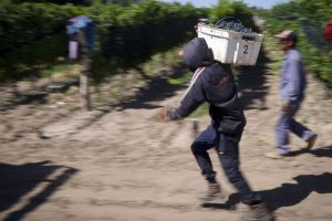 Tra lockdown e limitazioni, la vendemmia nel Sud del mondo al tempo del Coronavirus