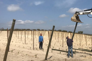 Nel tunnel, rivedremo “Lalùci”. Che nasce nella vigna di Grillo di Baglio del Cristo di Campobello
