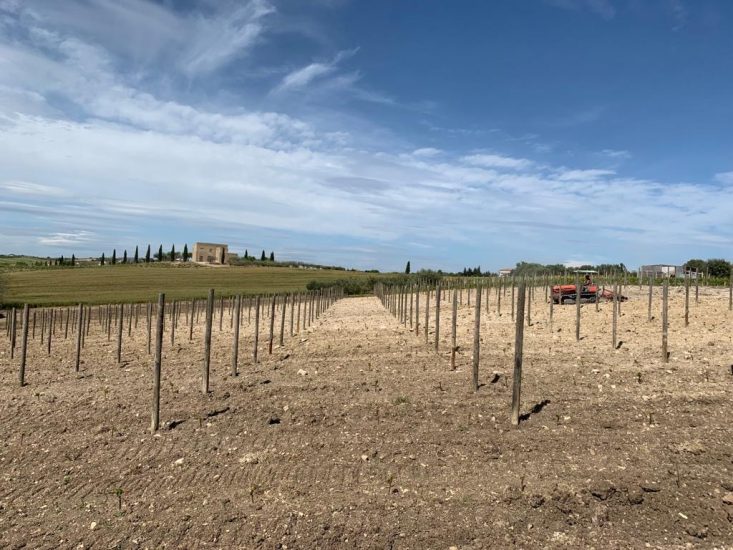 La nuova vigna di Grillo a Baglio del Cristo di Campobello