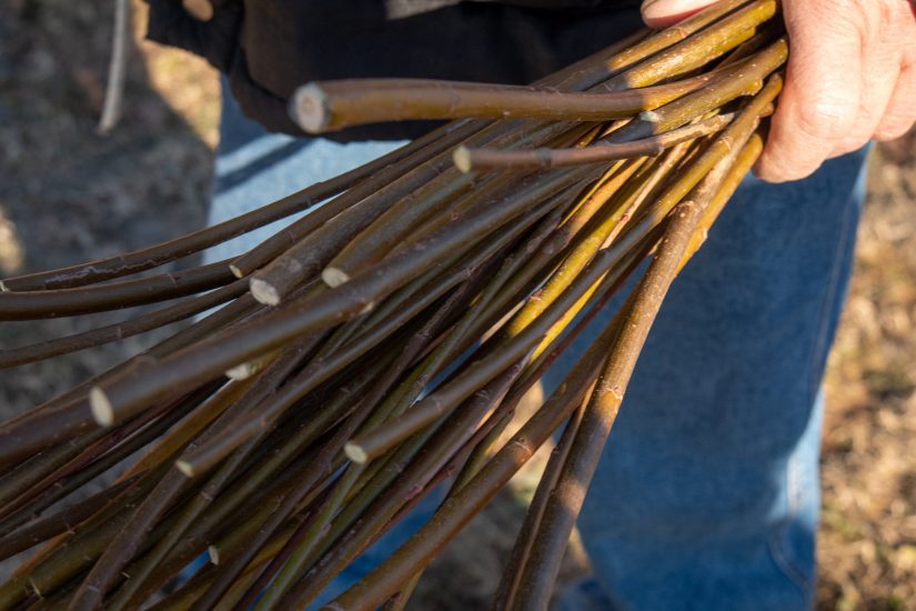 I legacci di vimini usati nelle fasi di potatura nei vigneti del Barolo