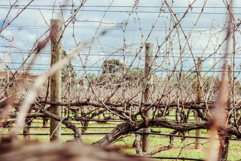 Le più belle foto in corsa per gli “Errazuriz Wine Photographer of the Year” 2020