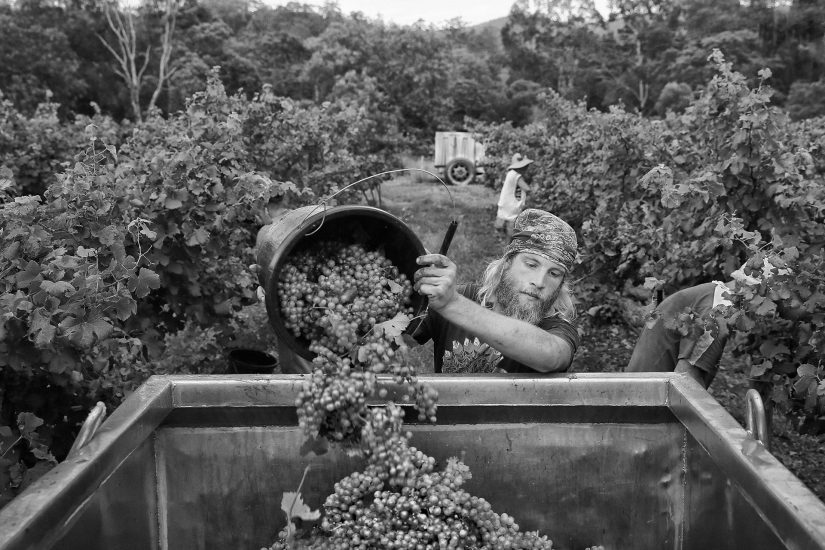 Le più belle foto in corsa per gli “Errazuriz Wine Photographer of the Year” 2020