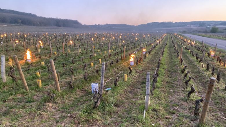 Le gelate tra i filari di Borgogna