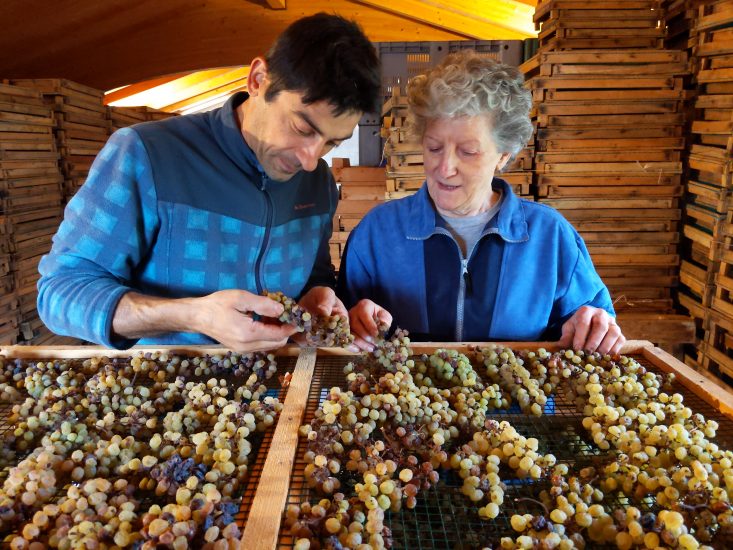 Il rito della spremitura del Vin Santo in Trentino