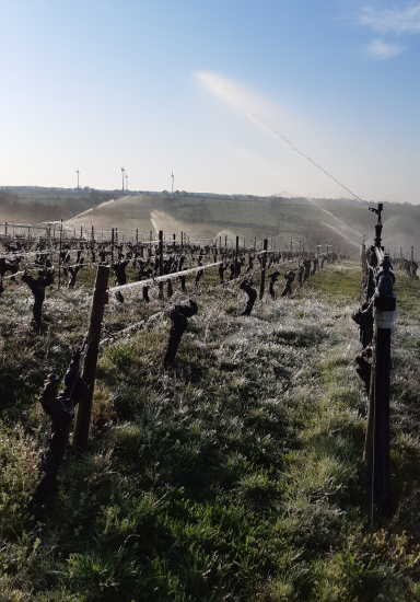 Le gelate tra i filari di Borgogna