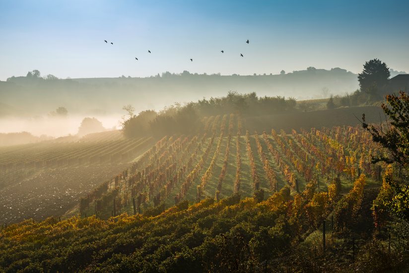 Le più belle foto in corsa per gli “Errazuriz Wine Photographer of the Year” 2020