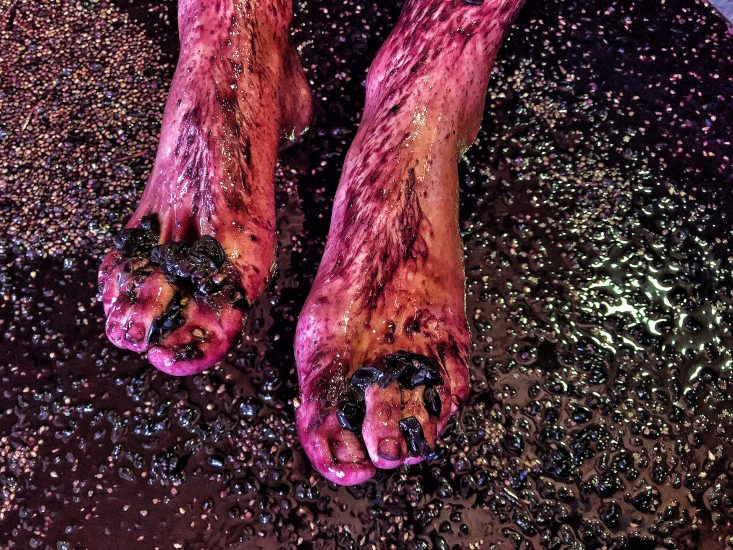 Le più belle foto in corsa per gli “Errazuriz Wine Photographer of the Year” 2020