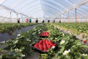 Manodopera nei campi, l’emergenza continua. E ai proclami non seguono ancora i provvedimenti