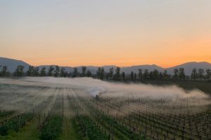 La risposta hightech ai fuochi in vigna? Una ventola smart anti gelate: la prima in Italia da Caprai