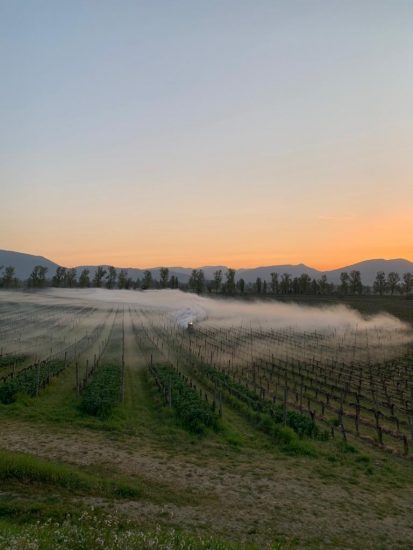 La ventola anti gelate tra i filari di Sagrantino di Caprai