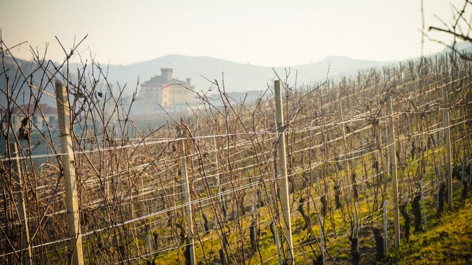 Barolo, uno dei grandi nomi del vino italiano e del mondo