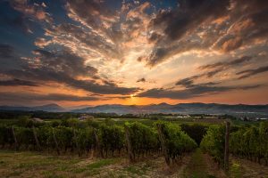 Il racconto del vino italiano, della sua forza e della sua bellezza: ecco “Artedivino”