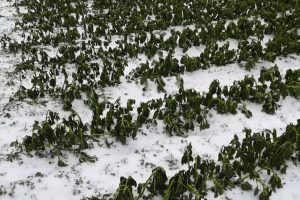 Non bastava il Coronavirus, a mettere in crisi le produzioni agricole ci pensano anche le gelate