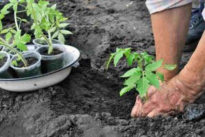 L&rsquo;agricoltura che riparte e fa sperare: in Toscana via libera al lavoro in orti e giardini