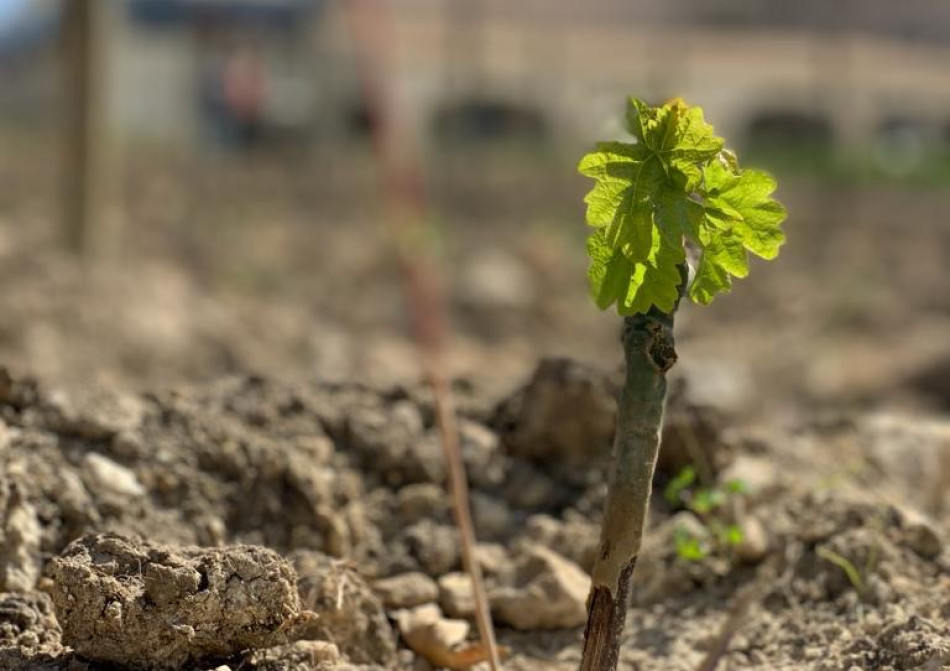 Confagricoltura chiede la proroga della scadenza delle autorizzazioni per l’impianto dei vigneti