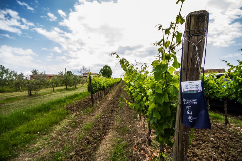  Il Movimento Turismo del Vino riparte. Con “Cantine Aperte” e “Vigneti Aperti”